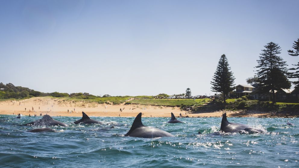 Dolphins at Avalon Beach, Northern Beaches