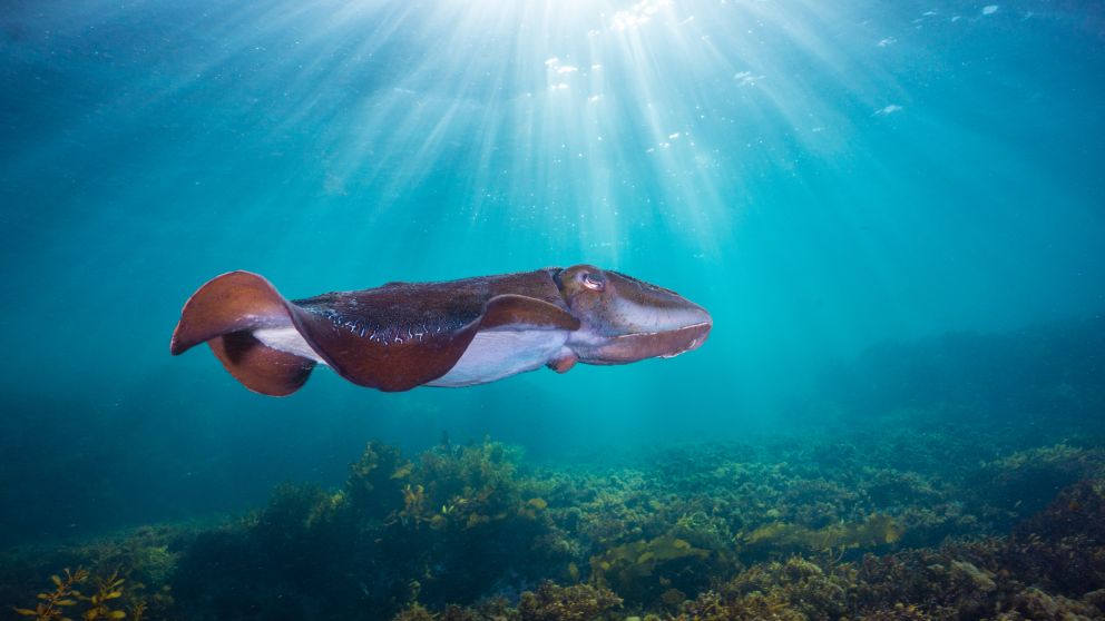 Giant Cuttlefish in shallows in Oak Park - Cronulla - Sydney South