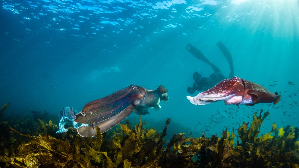 Giant cuttlefish and snorkeler at Shelly Beach - Credit: Pete McGee