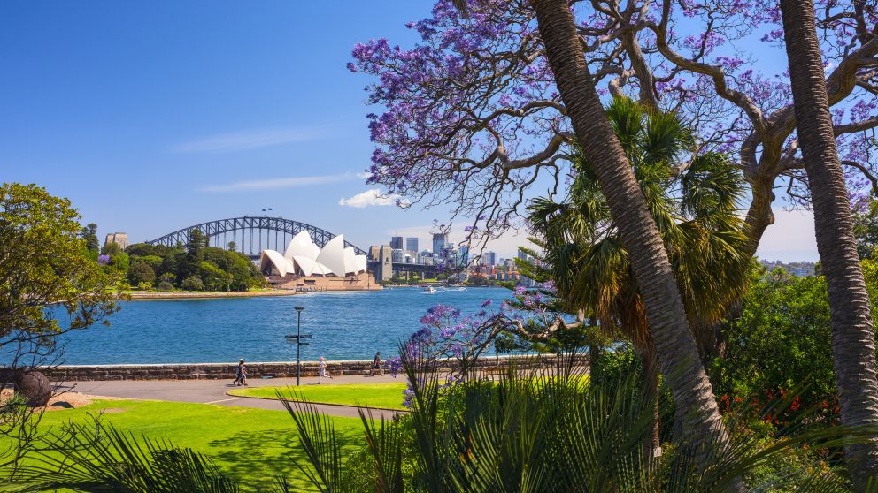 Jacarandas in the Royal Botanic Garden Sydney