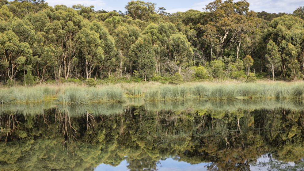 The scenic Thirlmere Lakes National Park, Thirlmere