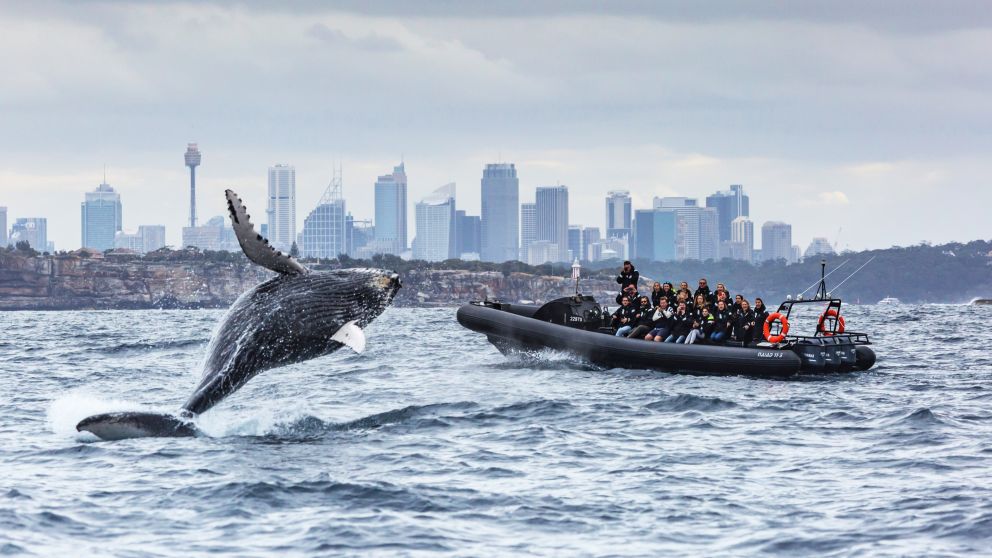 Whale watching with Manly Ocean Adventures