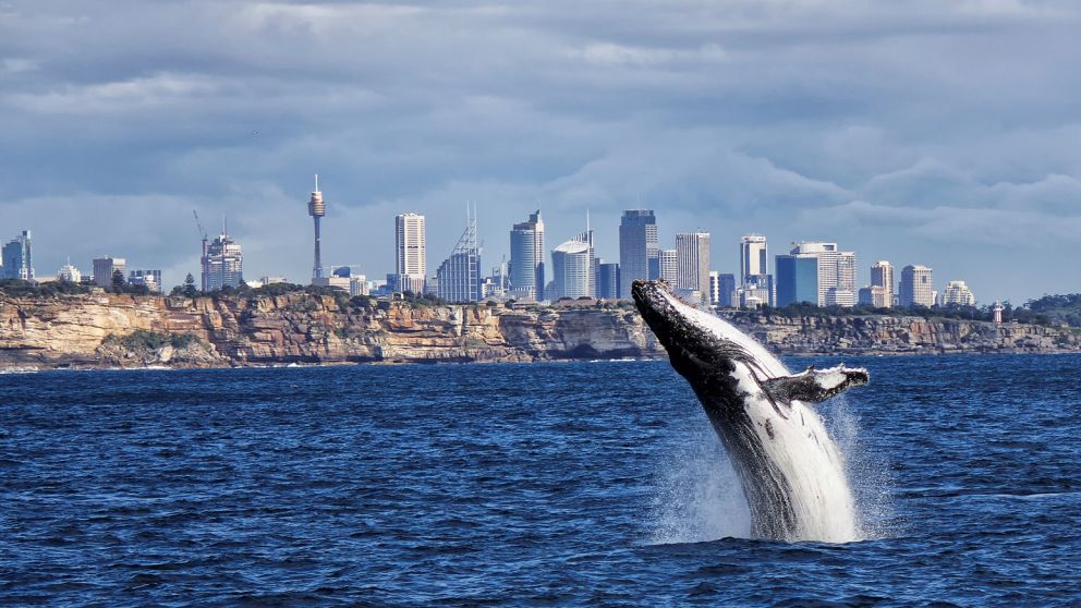 Whale watching in Sydney