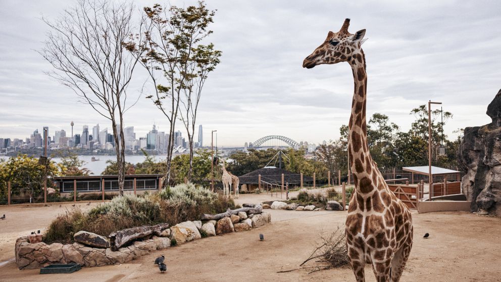 Taronga Zoo, Mosman