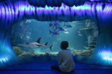 Young boy enjoying his visit to SEA LIFE Sydney Aquarium, Darling Harbour.