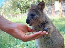 費瑟戴爾野生動物園（Featherdale Wildlife Park）的短尾矮袋鼠