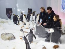 悉尼水族館（SEA LIFE Sydney Aquarium）的企鵝