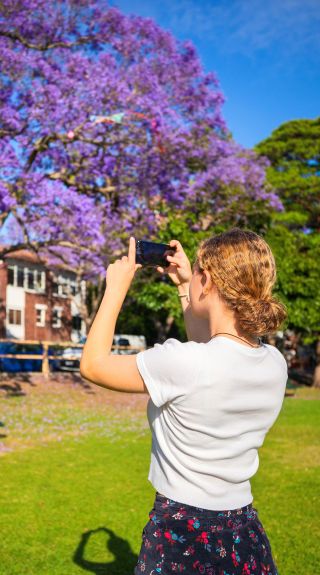 Jacaranda trees in full bloom in Milson Park, Kirribilli