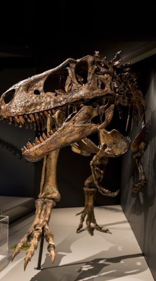 Tyrannosaurs at Australian Museum, Sydney