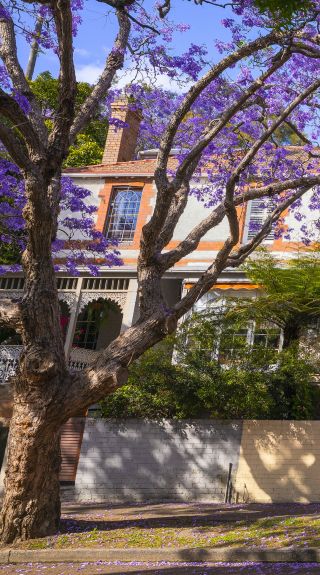 Woman walking along McDougall Street in Kirribilli to view the jacarandas, Sydney