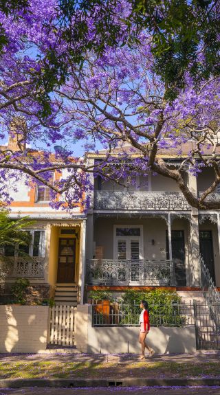 Woman walking along McDougall Street in Kirribilli to view the jacarandas, Sydney 