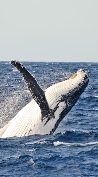 A whale breaches out of the water off Sydney waters