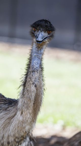 Resident emu greeting visitors at Sydney Zoo, Bungarribee in Western Sydney