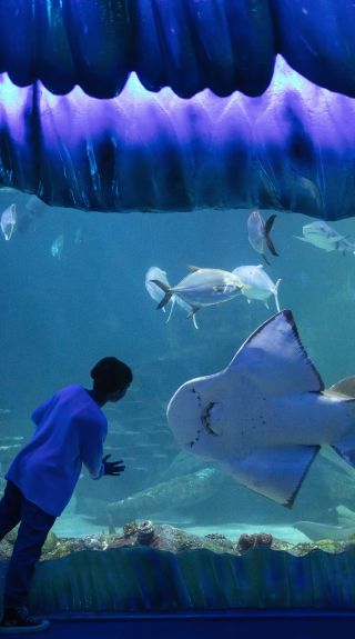 Young boy enjoying his visit to SEA LIFE Sydney Aquarium, Darling Harbour
