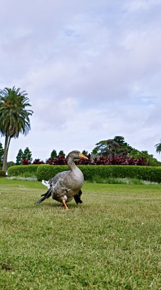 Resident duck waddling across the lawns in Centennial Parklands