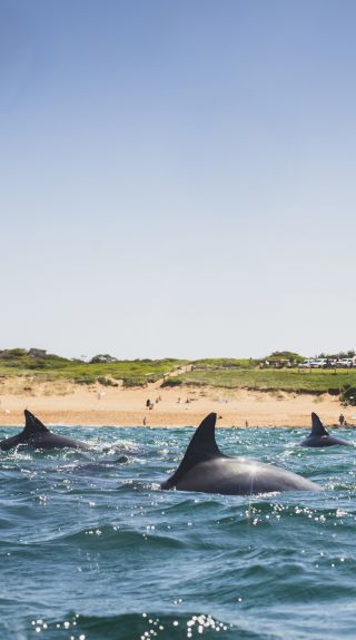 Dolphins at Avalon Beach, Northern Beaches