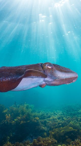 Giant Cuttlefish in shallows in Oak Park - Cronulla - Sydney South