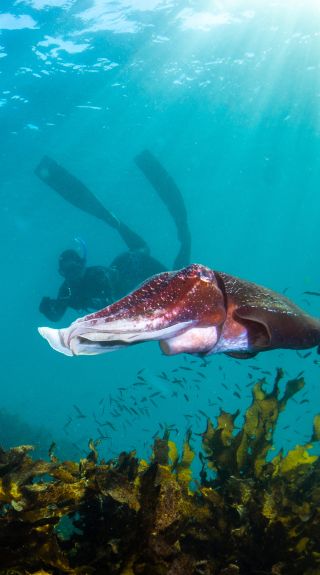 Giant cuttlefish and snorkeler at Shelly Beach - Credit: Pete McGee