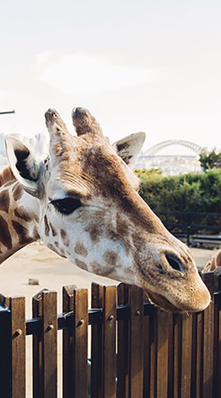 Image Credit: Taronga Zoo