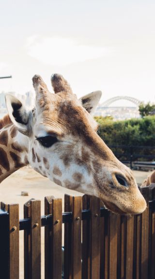 Eight animals you can see up close in Sydney Eight animals you can see up close in Sydney
