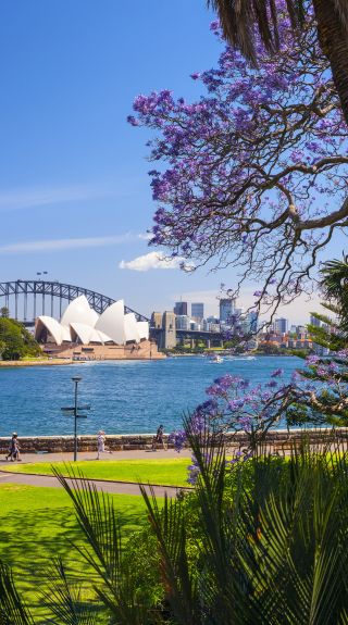 Jacarandas in the Royal Botanic Garden Sydney
