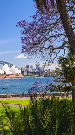 Jacarandas in the Royal Botanic Garden Sydney