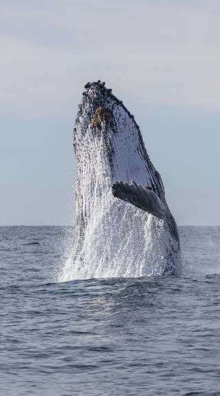 Whale watching in Sydney. Credit: Jordan Robins