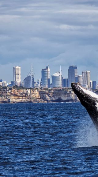 Whale watching in Sydney
