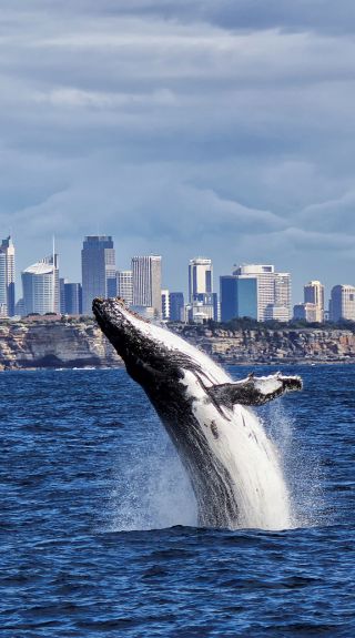 Whale watching in Sydney