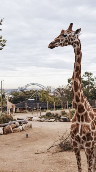 Taronga Zoo, Mosman