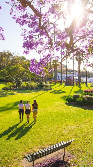 Jacaranda trees in full bloom in Milson Park, Kirribilli