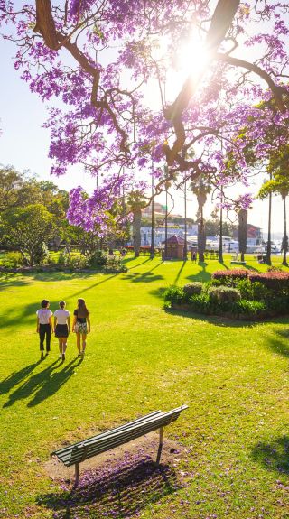 Jacaranda trees in full bloom in Milson Park, Kirribilli