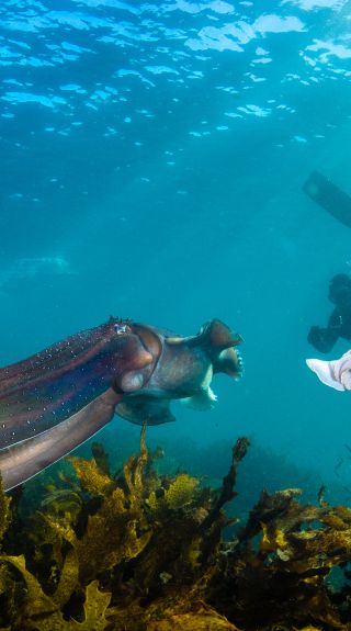 Giant cuttlefish and snorkeler at Shelly Beach - Credit: Pete McGee