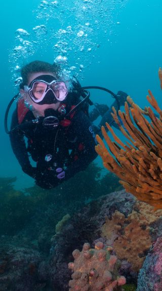 A scuba diver exploring coral reefs, Kurnell