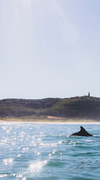 Dolphins swimming at Palm Beach
