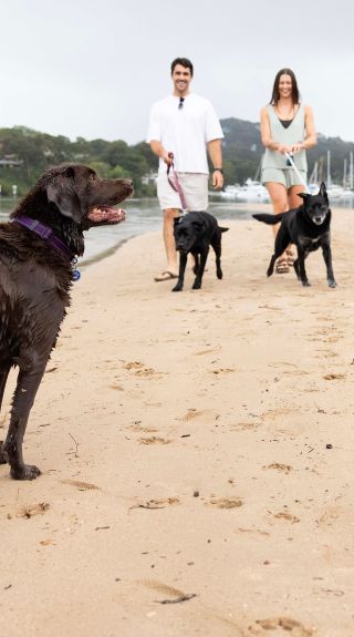 Bayview Dog Park, Bayview