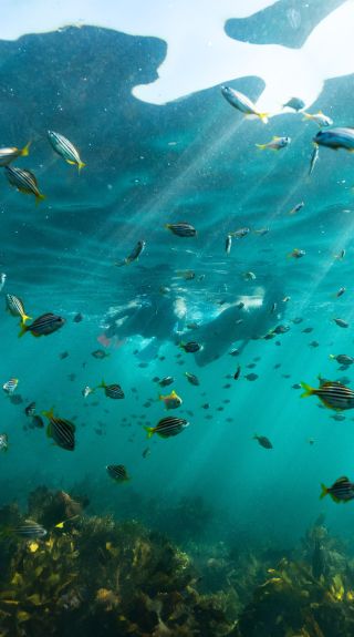 Snorkelling at Shelly Beach, Manly