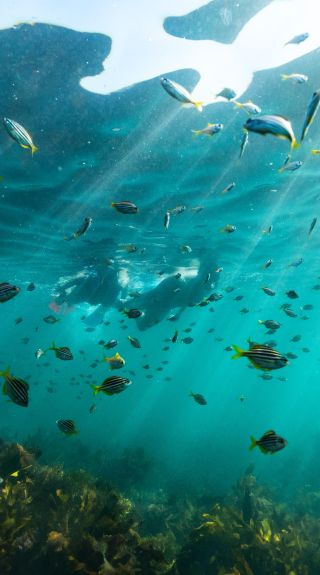 Snorkelling at Shelly Beach, Manly