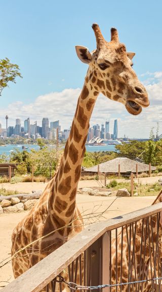 Taronga Zoo, Mosman