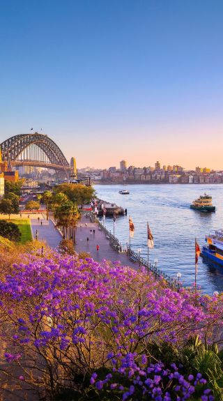 Jacarandas, Sydney Harbour