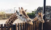 Curious giraffes at Taronga Zoo in Mosman, Sydney