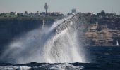 Whale Watching in Sydney 