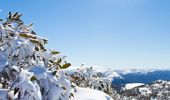  Gum leaves in Perisher, Snowy Mountains