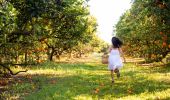 Little girl picking Oranges in the Hawkesbury Area
