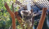 Cute Koala in Sydney's Taronga Zoo