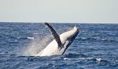 Spot a Whale near Sydney Harbour