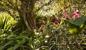 Wendy Whiteley's Secret Garden - Lavender Bay
