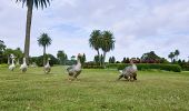 Resident ducks waddling across the lawns in Centennial Parklands, Moore Park