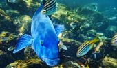 Groper swimming in Cabbage Tree Bay Aquatic Reserve in Manly