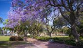 Jacaranda trees in full bloom in Prince Alfred Square in Parramatta, Sydney West